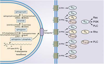 The role of sphingosine-1-phosphate in the gut mucosal microenvironment and inflammatory bowel diseases